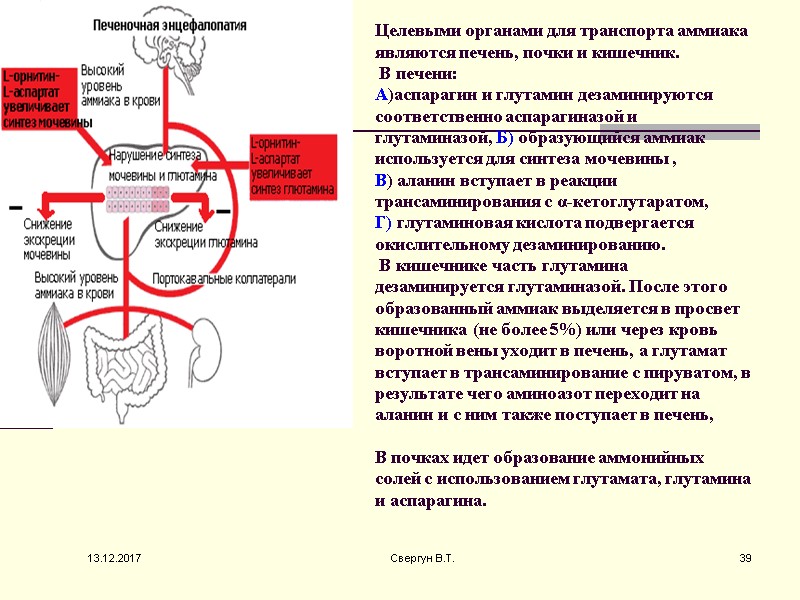 Целевыми органами для транспорта аммиака являются печень, почки и кишечник.  В печени: 